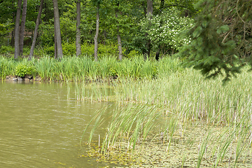 Image showing sunny lake scenery