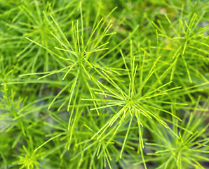 Image showing horsetail plants closeup