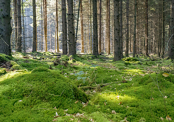 Image showing idyllic forest scenery