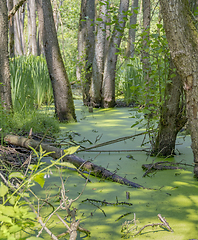 Image showing sunny wetland scenery