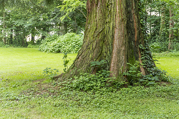 Image showing idyllic park scenery