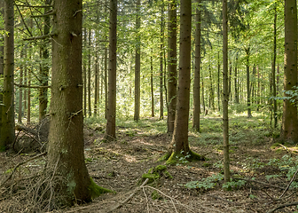 Image showing idyllic forest scenery