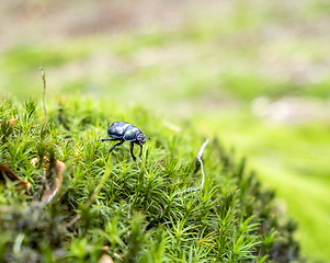 Image showing forest dung beetle