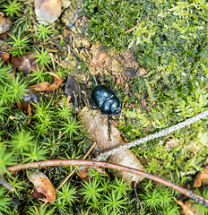 Image showing forest dung beetle