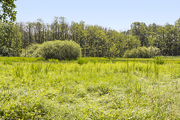 Image showing sunny wetland scenery