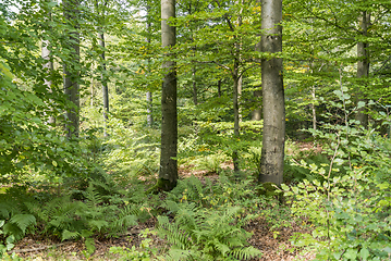 Image showing idyllic forest scenery