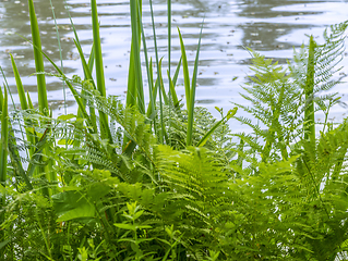 Image showing green riverine vegetation