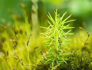 Image showing mossy vegetation closeup