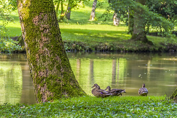 Image showing Wild ducks in idyllic park scenery