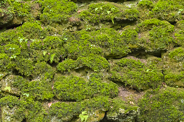 Image showing overgrown dry stone wall