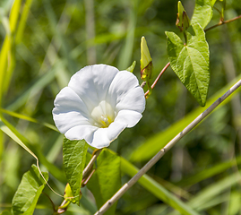 Image showing white bindweed flower