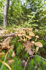 Image showing lots of mushrooms