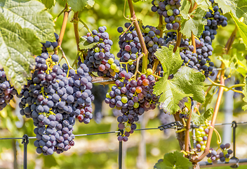 Image showing blue grapes closeup