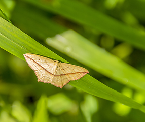 Image showing butterfly on grass