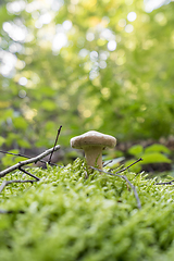 Image showing low angle mushroom