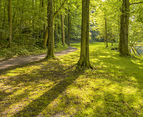 Image showing idyllic forest scenery