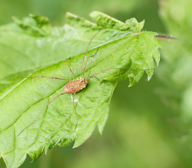 Image showing harvestman on leaf