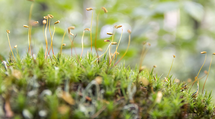 Image showing moss spores closeup