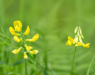 Image showing yellow flowers in natural ambiance