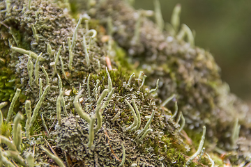 Image showing lichen vegetation closeup