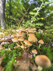 Image showing lots of mushrooms