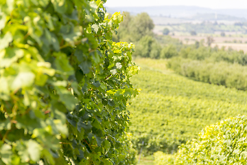 Image showing winegrowing scenery in Hohenlohe