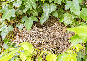 Image showing birds nest closeup