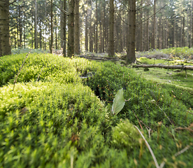 Image showing sunny forest scenery