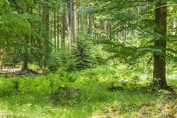 Image showing idyllic forest scenery