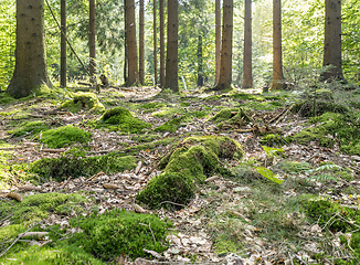 Image showing idyllic forest scenery