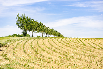 Image showing meadow with fruit trees