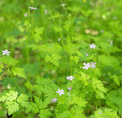 Image showing wild flowers closeup