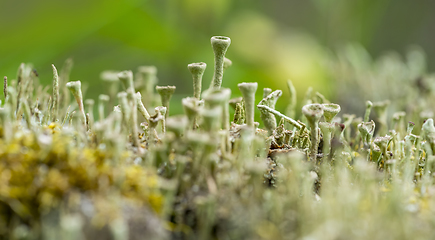 Image showing cup lichen vegetation closeup