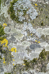 Image showing moss and lichen on tree bark