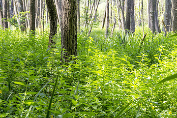 Image showing sunny wetland scenery