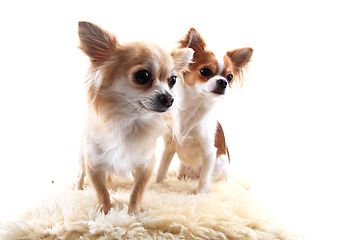 Image showing two chihuahua is resting