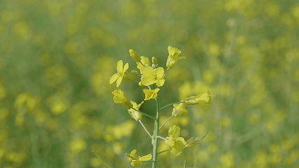 Image showing Flowering field of yellow canola in the wind