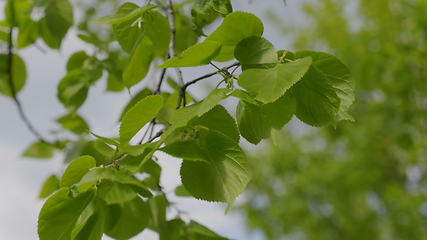 Image showing Nature background with linden branches and young bright leaves in front of day sun