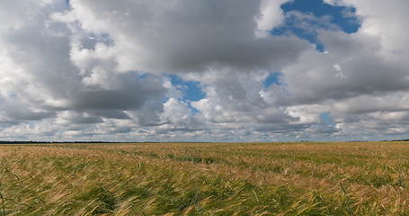 Image showing landscape of wheat field at harvest