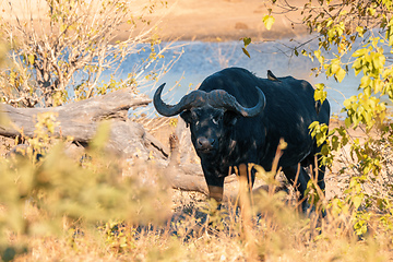 Image showing Cape Buffalo at Chobe, Botswana Africa safari wildlife