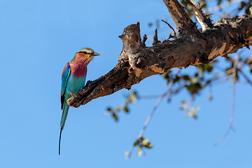 Image showing Bird Lilac-brested roller, africa safari and wildlife