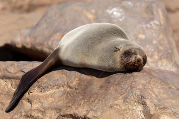 Image showing baby brown seal in Cape Cross, Namibia