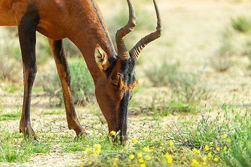 Image showing Red Hartebeest in Kalahari South Africa