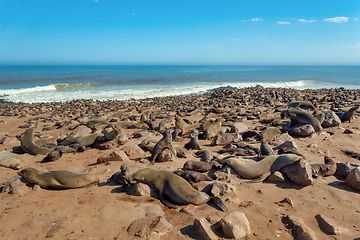 Image showing brown seal in Cape Cross, Namibia