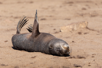 Image showing baby brown seal in Cape Cross, Namibia