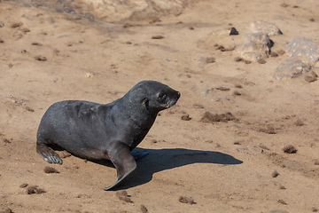 Image showing baby brown seal in Cape Cross, Namibia