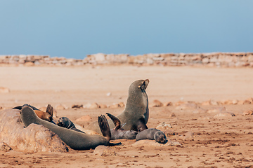 Image showing baby brown seal in Cape Cross, Namibia