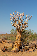 Image showing Aloidendron dichotomum, aloe tree, Namibia wilderness