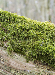 Image showing green moss detail