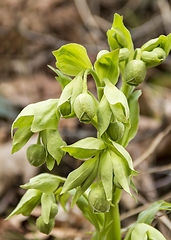 Image showing stinking hellebore detail